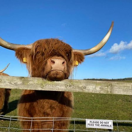 Villa Glampods Glamping Pod - Meet Highland Cows And Sheep Elgin Exterior foto