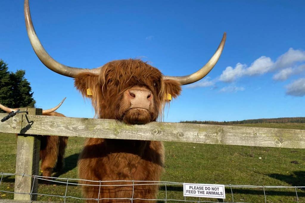 Villa Glampods Glamping Pod - Meet Highland Cows And Sheep Elgin Exterior foto